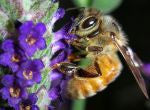 Bee Pollen