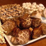 Medicinal Mushrooms-Magic and Healing